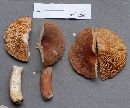 Lactarius corrugis image